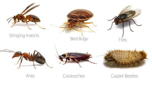 Successful Pest Control Tips To Ensure Healthy Living Space