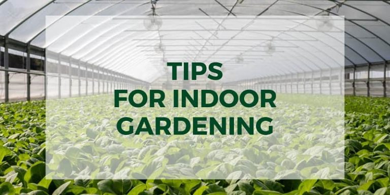 Why not Grow Year Around with an Indoor Garden