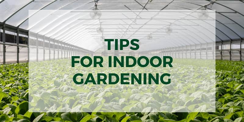 Why not Grow Year Around with an Indoor Garden?