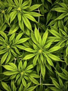 Genetic and Environmental Effects May Create Cannabis Strains