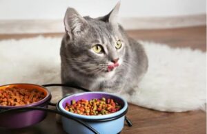 Food for Cats from The Brit Brand: Taking Care of Your Pet's Health