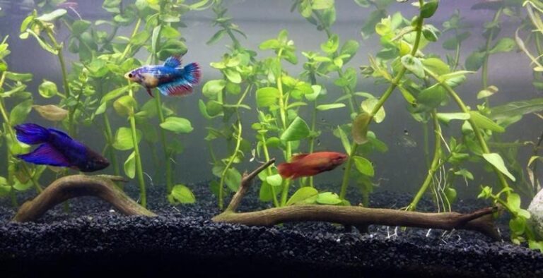 Can Betta Fish Eat Tropical Flakes? A Comprehensive Diet Guide