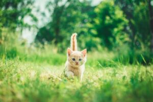 Understanding the Feline Safety Net