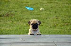 Discover The Top 6 Reasons Why You Need A Pug Harness For Your Pug’s Comfort & Safety