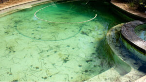 Classification of Pool Algae and the Benefits of Pool Robots in Algae Management