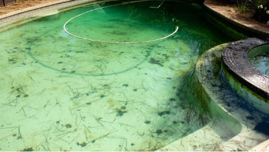 Classification of Pool Algae and the Benefits of Pool Robots in Algae Management