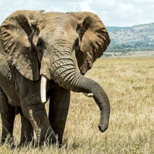 Navigating the Seasonal Rhythms of the Savannah