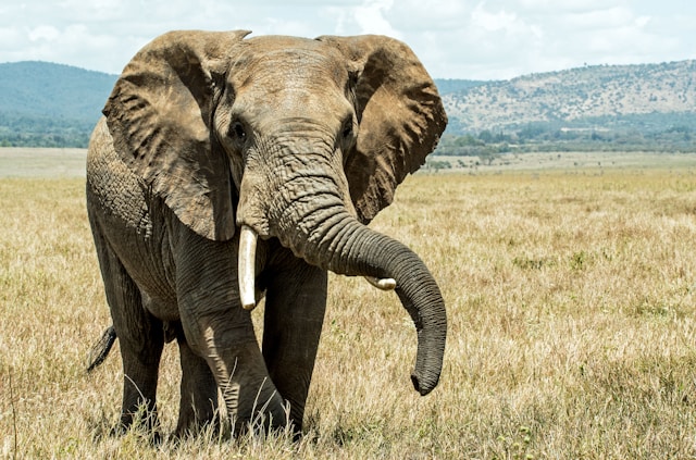 Navigating the Seasonal Rhythms of the Savannah